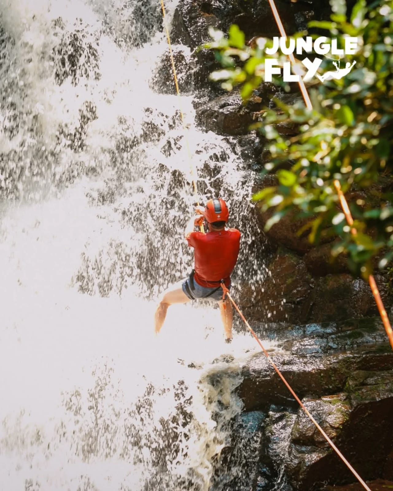 Jungle Fly - Image 3