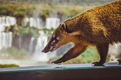Cataratas Argentina - Image 2